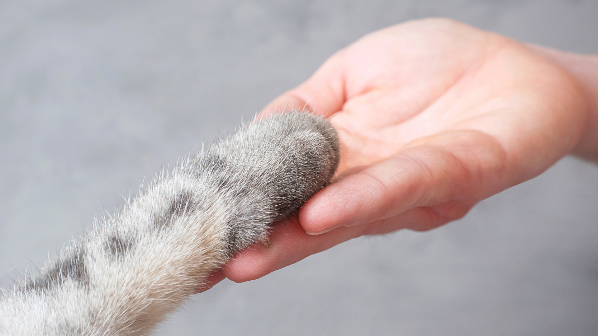 Q&A: Pet Owners on Finding their ideal Condo
