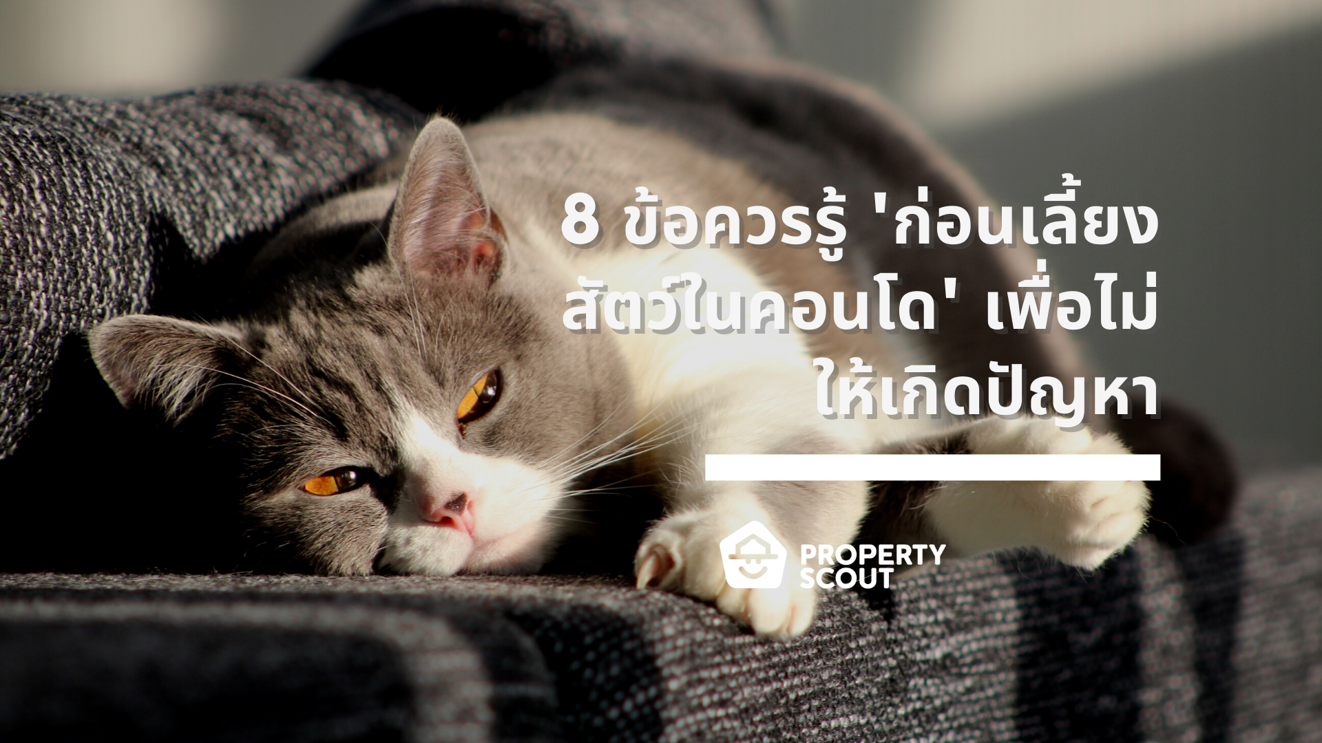 8 ข้อควรรู้ ‘ก่อนเลี้ยงสัตว์ในคอนโด’ เพื่อไม่ให้เกิดปัญหา
