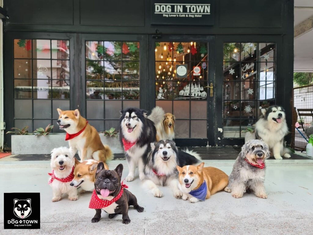 Dog-In-Town-เอกมัย