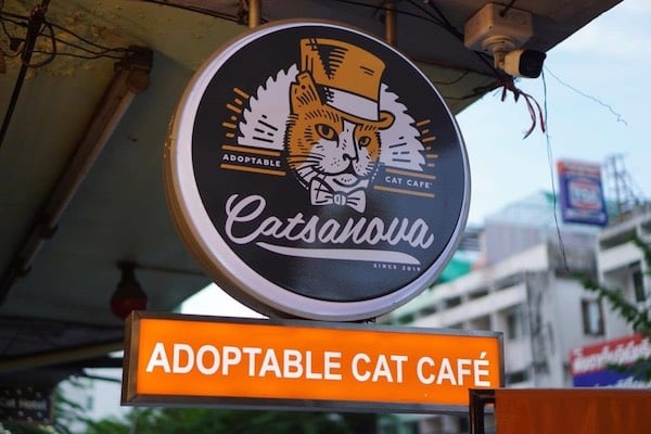 Pet-Friendly-Catsanova-Adoptable-Cat-Cafe