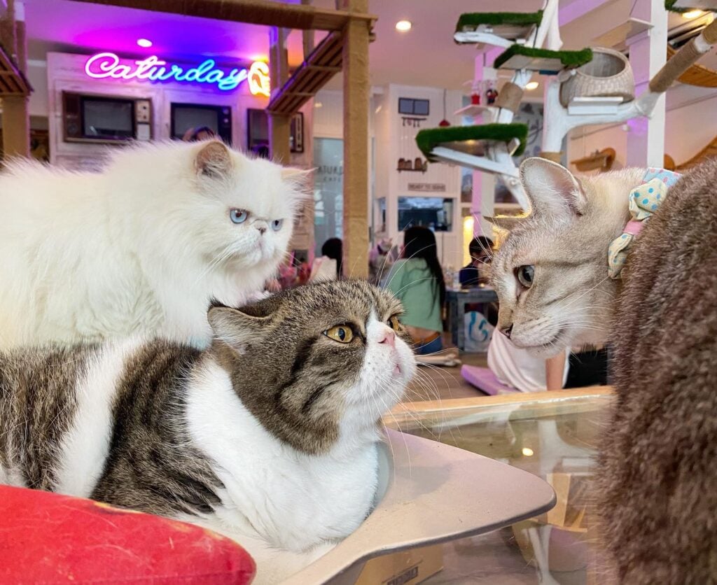 Pet-Friendly-Caturday-Cat-Cafe