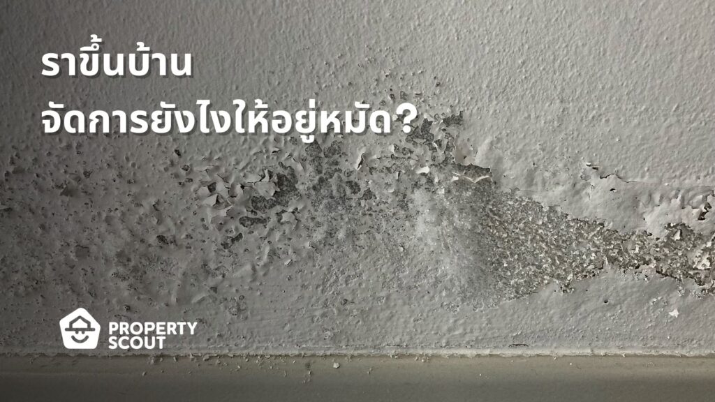 'ราขึ้นบ้าน' ภัยร้ายทำลายสุขภาพ จัดการยังไงดี?