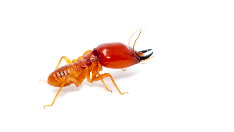 Protect Your Home from Silent Destroyers: Top Tips to Keep Termites at Bay!