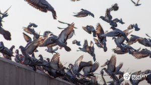 10 Tactics to help Keep Pigeons away from Your Balcony or Rooftop