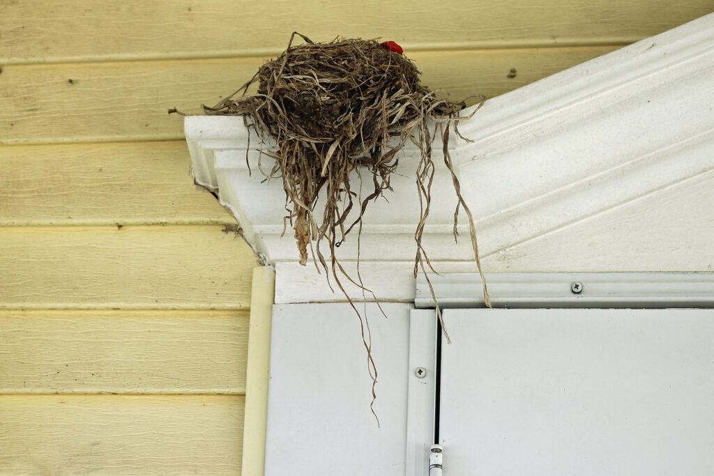 birds-nest-over-the-door-of-a-yellow-home-with-tou-2022-11-11-06-13-41-utc