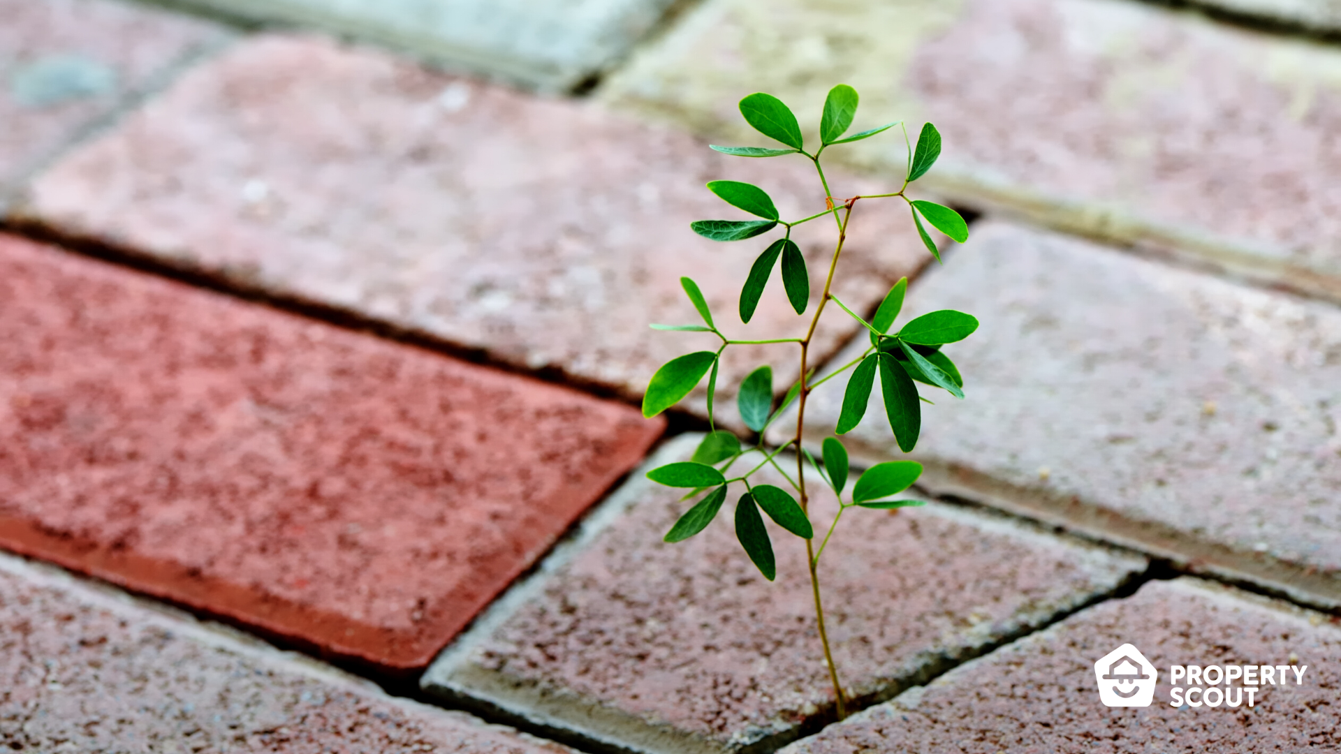 From Ownership to Risk: Introduction to Adverse Possession