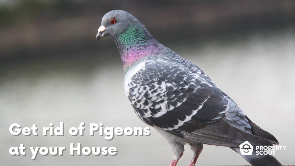 Pigeon Control Pest Guide: How to Get Rid of Pigeons